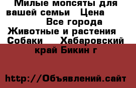 Милые мопсяты для вашей семьи › Цена ­ 20 000 - Все города Животные и растения » Собаки   . Хабаровский край,Бикин г.